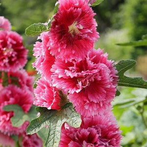 May include: A cluster of pink hollyhock flowers with ruffled petals bloom on a green stem. The flowers are in various stages of bloom, with some fully open and others still in bud.