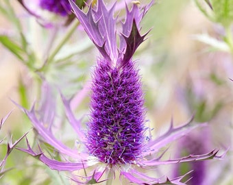 Purple Sheen Sea Holly Seeds *FREE Shipping!* Fresh & Organic Eryngium leavenworthii seeds | purple outdoor flower seeds bulk