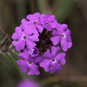 MOSS VERBENA Seeds *Free Shipping!* Fresh & Organic Verbena tenuisecta Seeds, Purple Outdoor Flower Seeds Bulk | Desert Verbena Vervain Herb