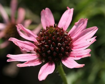 TENNESSEE CONEFLOWER Seeds *FREE Shipping!* Fresh & Organic Echinacea tennesseensis seeds | purple outdoor flower seeds bulk