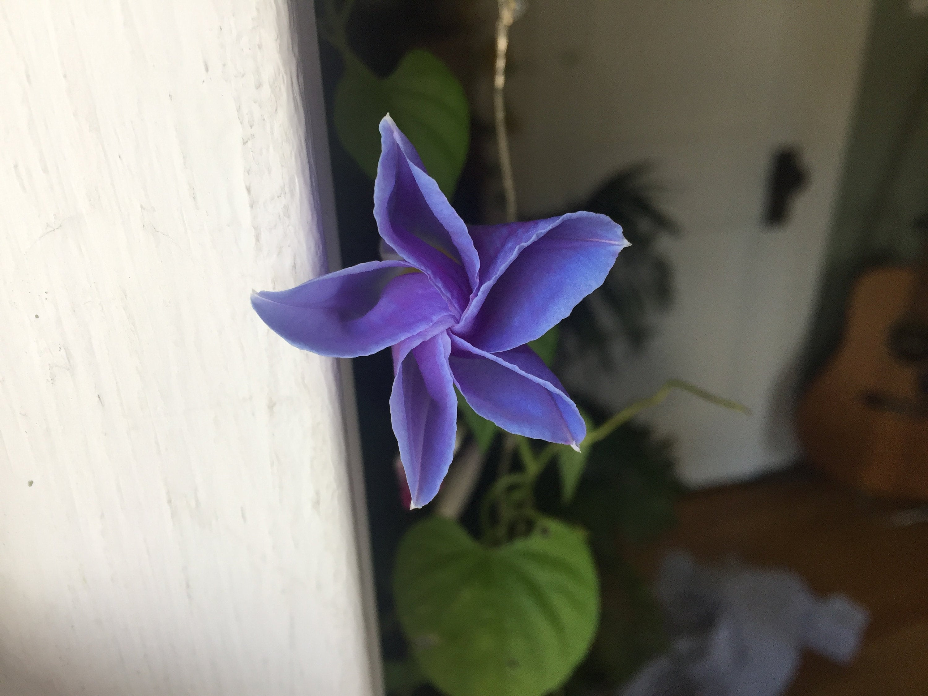 Heavenly Blue Morning Glory Seeds UNTREATED *Free Shipping!* Organic …