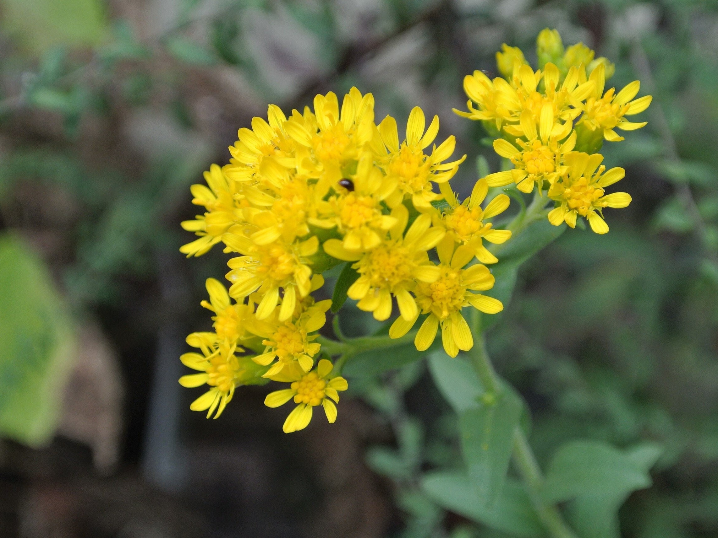 Solidago Rigida STIFF GOLDENROD Seeds *free Shipping!* Fresh & Organic Solidago Rigida ...
