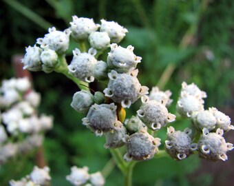 May include: Close-up of a cluster of small white flowers with a fuzzy texture. The flowers are arranged in a circular pattern and have a delicate appearance.