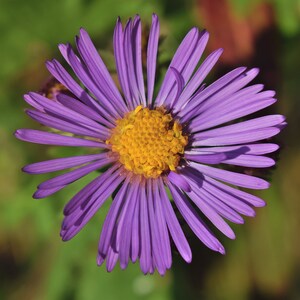 NEW ENGLAND ASTER Seeds *Free Shipping!* Fresh & Organic Aster novae-angliae Seeds, Purple Outdoor Flower Seeds Bulk | Purple Aster afbeelding 4