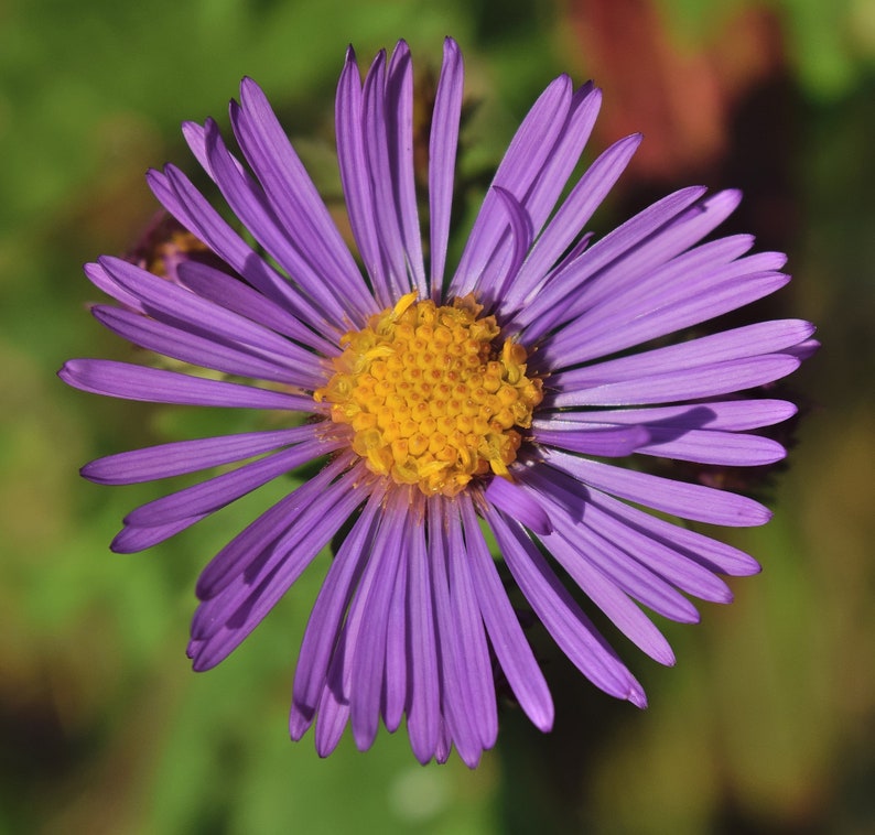 NEW ENGLAND ASTER Seeds *Free Shipping!* Fresh & Organic Aster novae-angliae Seeds, Purple Outdoor Flower Seeds Bulk | Purple Aster afbeelding 4