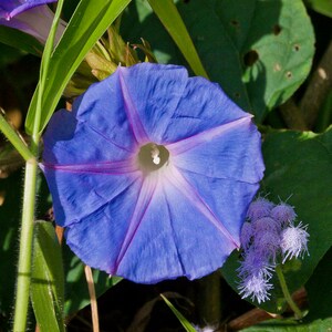 BLUE MORNING GLORY Seeds *Free Shipping!* Fresh & Organic Ipomoea purpurea Seeds, Blue Outdoor Flower Seeds Bulk | Tall Morning Glory image 6
