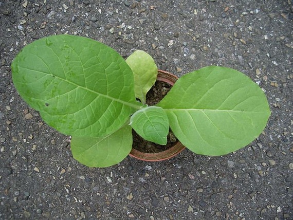 where can you buy tobacco plants GOLDEN BURLEY Tobacco Seeds *FREE Shipping* Fresh & Organic Nicotiana  Tabacum, Burley, Kentucky Tobacco, Virginia Tobacco - Plant Seeds Bulk