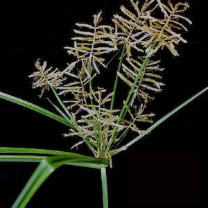May include: Close-up of a plant with green stems and long, thin green leaves. The plant has multiple clusters of small, light-colored, feathery flowers. The background is solid black, highlighting the plant's details.