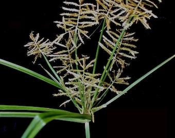 TIGER NUT Seeds *FREE Shipping!* Fresh & Organic Cyperus esculentus seeds, Chufa Seed, Edible Tubers, Edible Plants for Outdoor Food Gardens