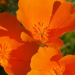 Orange California Poppy Seeds *FREE Shipping!* Fresh & Organic Eschscholzia californica seeds | orange outdoor flower seeds bulk