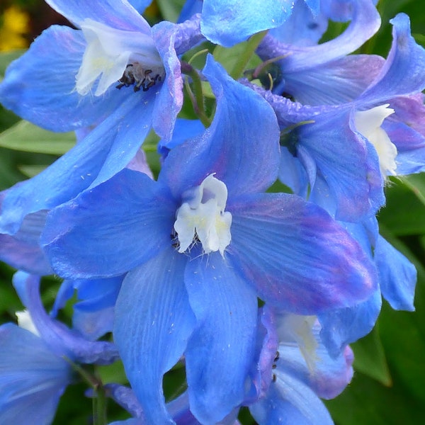 BLUE DELPHINIUM Seeds *FREE Shipping!* Fresh & Organic Delphinium elatum seeds | blue outdoor flower seeds bulk | Blue Larkspur larkspur