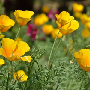 Yellow California Poppy Seeds *FREE Shipping!* Fresh & Organic Eschscholzia californica seeds | yellow outdoor flower seeds bulk