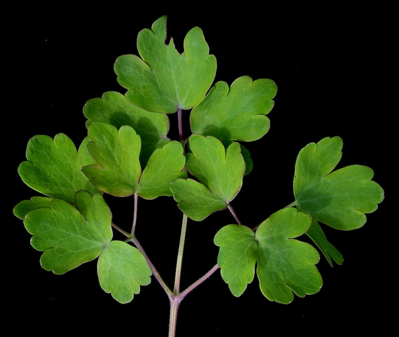 MunjoySeeds Nora Barlow Columbine Seeds - Thumbnail 4