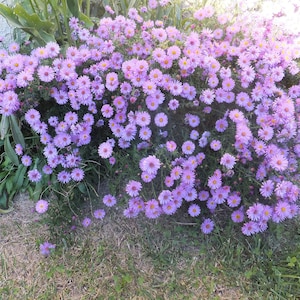 NEW ENGLAND ASTER Seeds *Free Shipping!* Fresh & Organic Aster novae-angliae Seeds, Purple Outdoor Flower Seeds Bulk | Purple Aster afbeelding 5