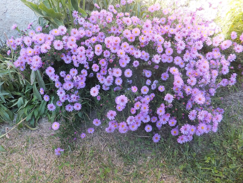 NEW ENGLAND ASTER Seeds *Free Shipping!* Fresh & Organic Aster novae-angliae Seeds, Purple Outdoor Flower Seeds Bulk | Purple Aster afbeelding 5