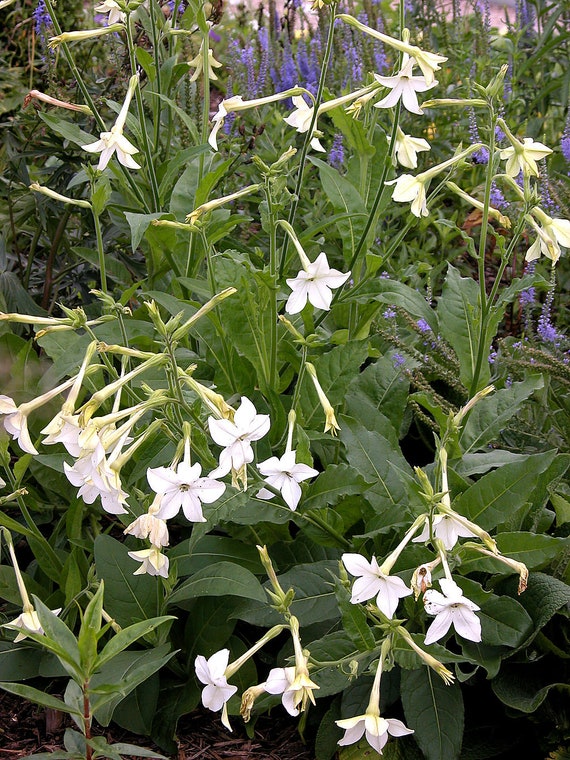 NICOTIANA ALATA Seeds *free Shipping!* Jasmine Tobacco, Sweet Tobacco,  Winged Tobacco, Persian Tobacco Seeds BULK