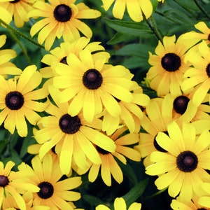BLACK EYED SUSAN Seeds *Free Shipping!* Fresh & Organic Rudbeckia hirta, Yellow Outdoor Flower Seeds for Planting | Coneflower Heirloom