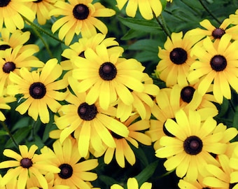 BLACK EYED SUSAN Seeds *Free Shipping!* Fresh & Organic Rudbeckia hirta, Yellow Outdoor Flower Seeds for Planting | Coneflower Heirloom
