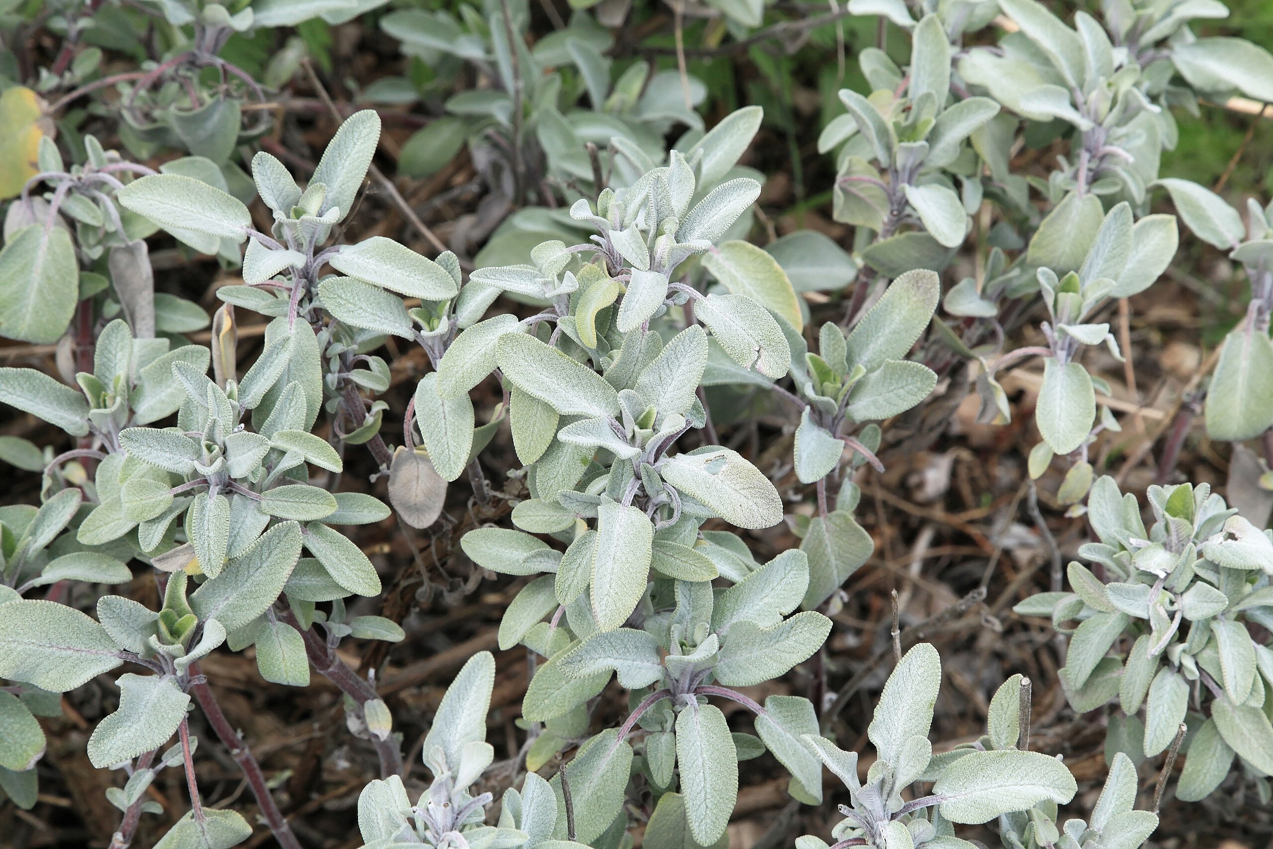 BROADLEAF SAGE Seeds *free Shipping!* Fresh & Organic Salvia ...