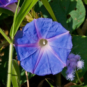 BLUE MORNING GLORY Seeds *Free Shipping!* Fresh & Organic Ipomoea purpurea Seeds, Blue Outdoor Flower Seeds Bulk | Tall Morning Glory image 2