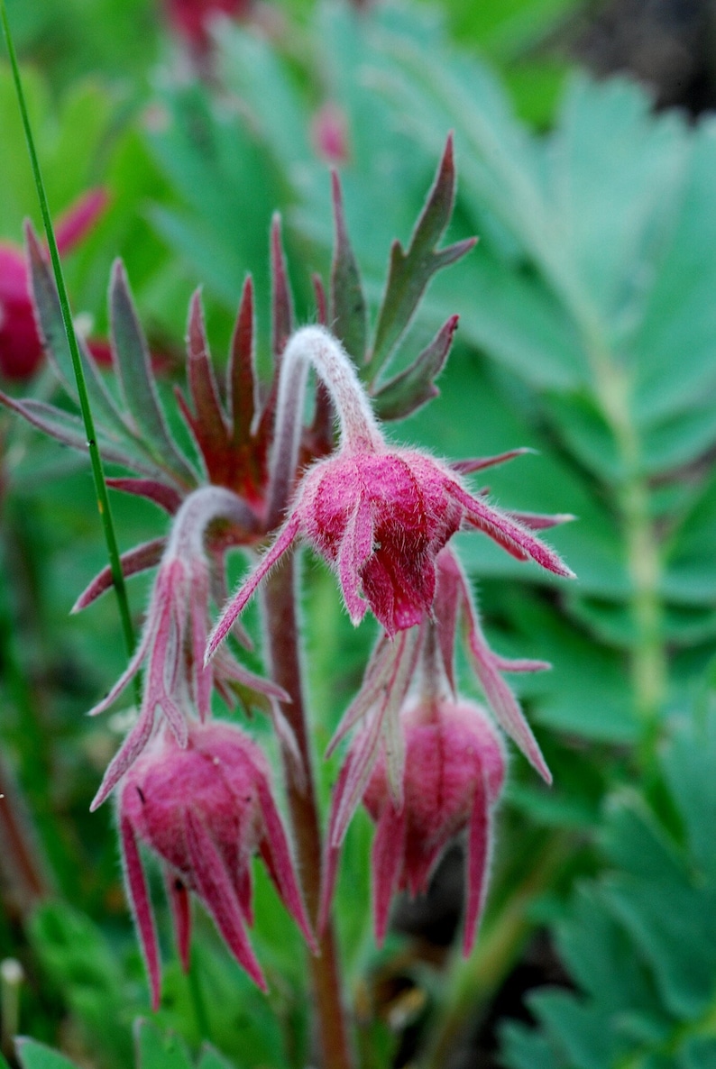 Peut inclure: Gros plan sur des fleurs roses avec des tiges blanches duveteuses et des feuilles vertes. Les fleurs sont en fleurs et ont une texture d&eacute;licate et plumeuse.