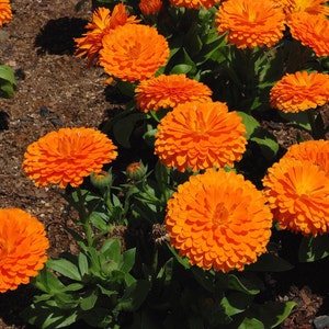 POT MARIGOLD Seeds *Free Shipping!* Fresh & Organic Calendula officinalis Seeds | Yellow Outdoor Flower Seeds for Planting