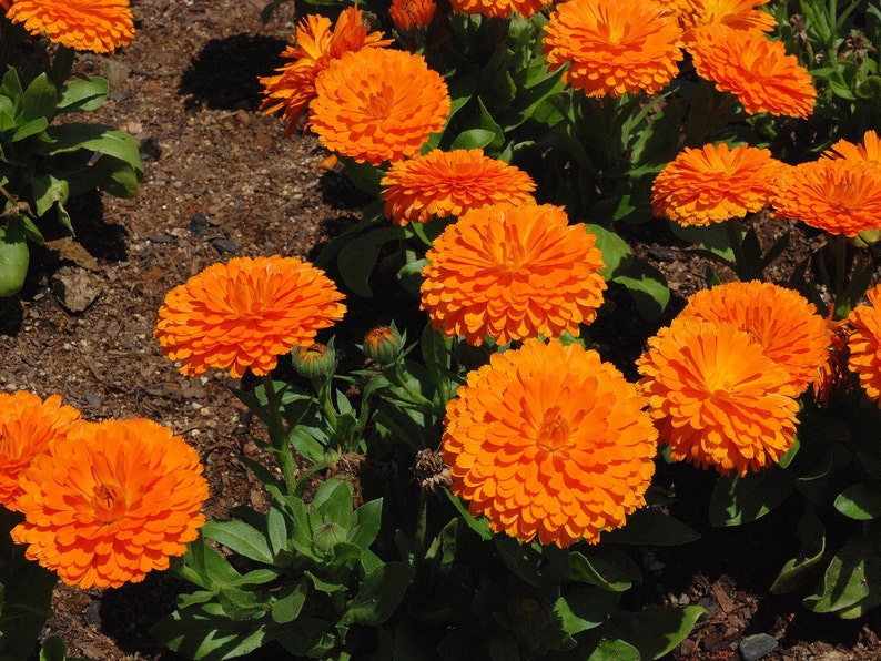 POT MARIGOLD Seeds *Free Shipping!* Fresh & Organic Calendula officinalis Seeds | Yellow Outdoor Flower Seeds for Planting