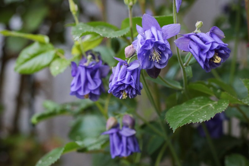 LEPRECHAUN GOLD COLUMBINE Seeds Free Shipping Fresh & Organic Aquilegia vulgaris seeds, Blue Outdoor Flower Seeds Bulk Granny's Bonnet image 1