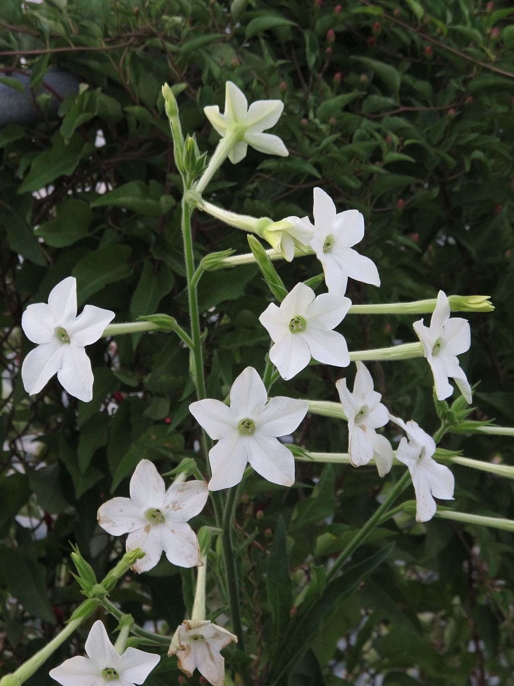 NICOTIANA ALATA Seeds *free Shipping!* Jasmine Tobacco, Sweet Tobacco,  Winged Tobacco, Persian Tobacco Seeds BULK