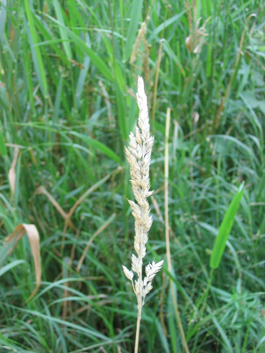 Reed Canary Grass Seeds FREE Shipping Phalaris Arundinacea Etsy