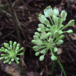 WILD RAMPS Seeds *FREE Shipping!* Fresh & Organic Allium tricoccum, Ramson, Wild Garlic, Wild Leek, Wood Leek Plant Seeds Bulk