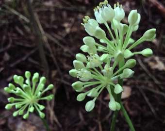 WILD RAMPS Seeds *FREE Shipping!* Fresh & Organic Allium tricoccum, Ramson, Wild Garlic, Wild Leek, Wood Leek Plant Seeds Bulk