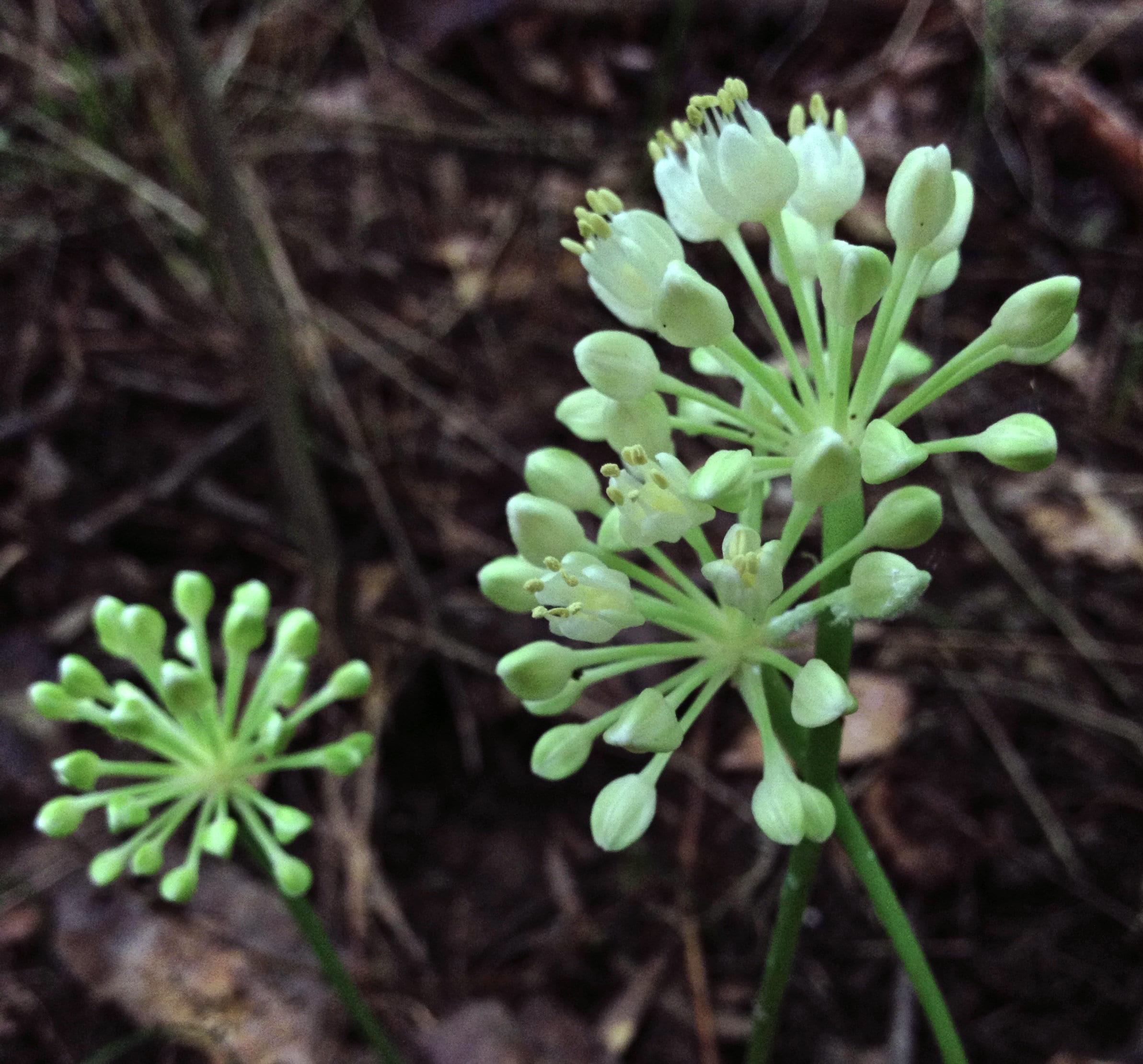 Allium Seed - Etsy