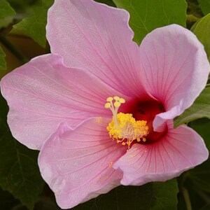 May include: A pink hibiscus flower with a yellow center and red accents. The flower has delicate petals and is in full bloom.