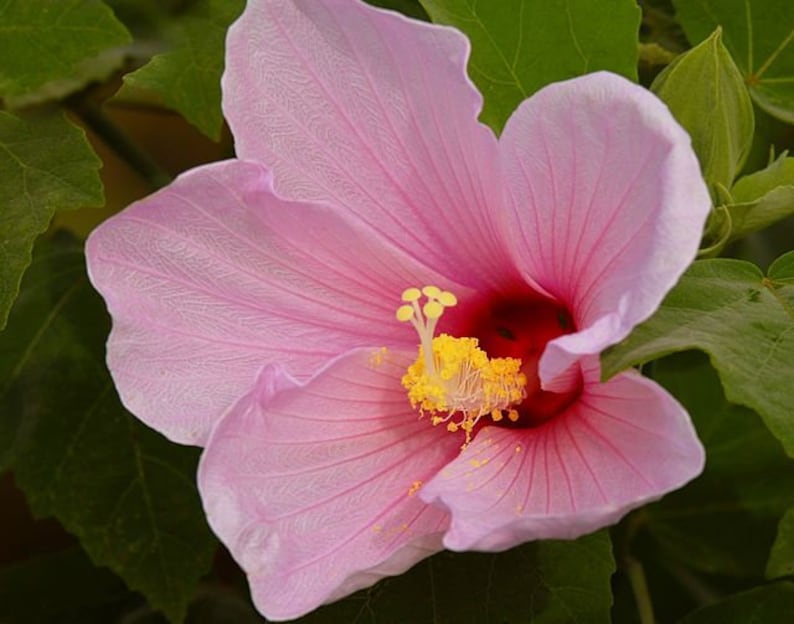 May include: A pink hibiscus flower with a yellow center and red accents. The flower has delicate petals and is in full bloom.