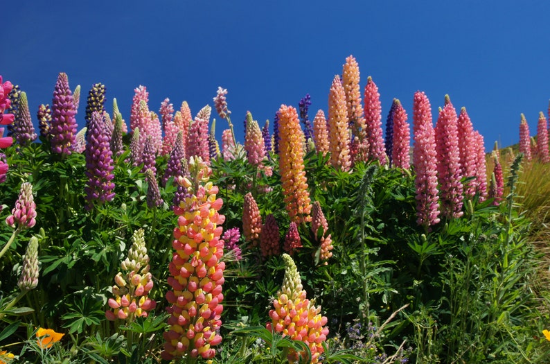 MunjoySeeds Russell Lupine Seeds