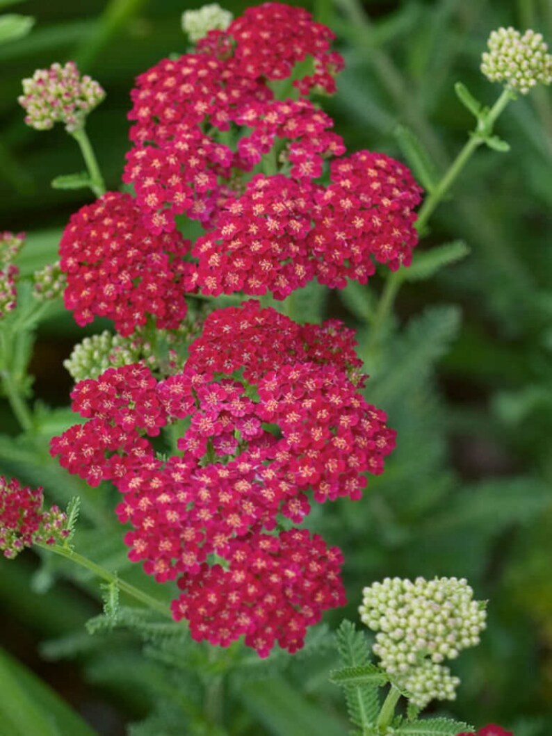 RUBRA YARROW Seeds FREE Shipping Fresh & Organic Achillea Etsy