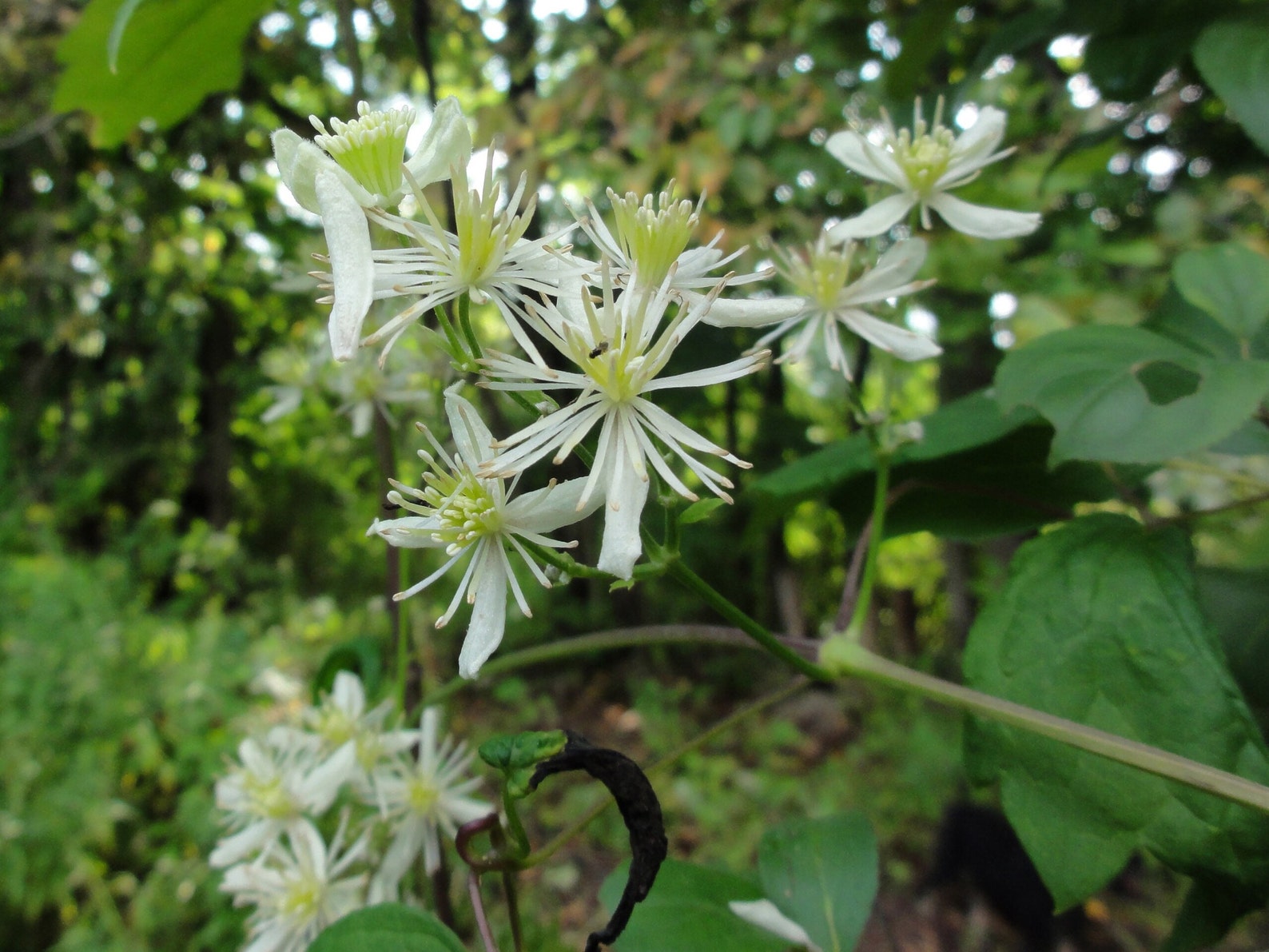 VIRGINS BOWER CLEMATIS Seeds *free Shipping!* Fresh & Organic Clematis ...