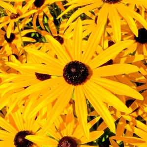 BLACK EYED SUSAN Seeds *Free Shipping!* Fresh & Organic Rudbeckia fulgida, Yellow Outdoor Flower Seeds for Planting | Perennial Coneflower