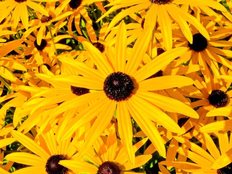 BLACK EYED SUSAN Seeds *Free Shipping!* Fresh & Organic Rudbeckia fulgida, Yellow Outdoor Flower Seeds for Planting | Perennial Coneflower