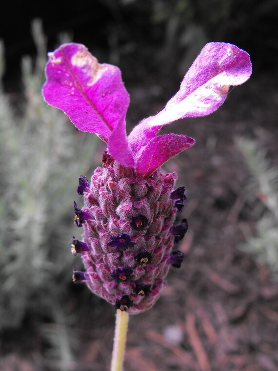 seeds garden The Best Vegetable Seeds for Your Northern Backyard Garden!  Taiga Farm &  Seed