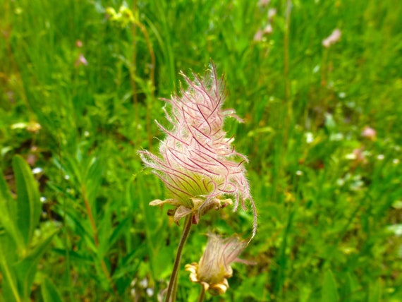 PRAIRE SMOKE Seeds *FREE Shipping!* Fresh & Organic Geum triflorum seeds, Pink Outdoor Plant Flower Seeds Bulk | Cherry Drop Wildflower Seed