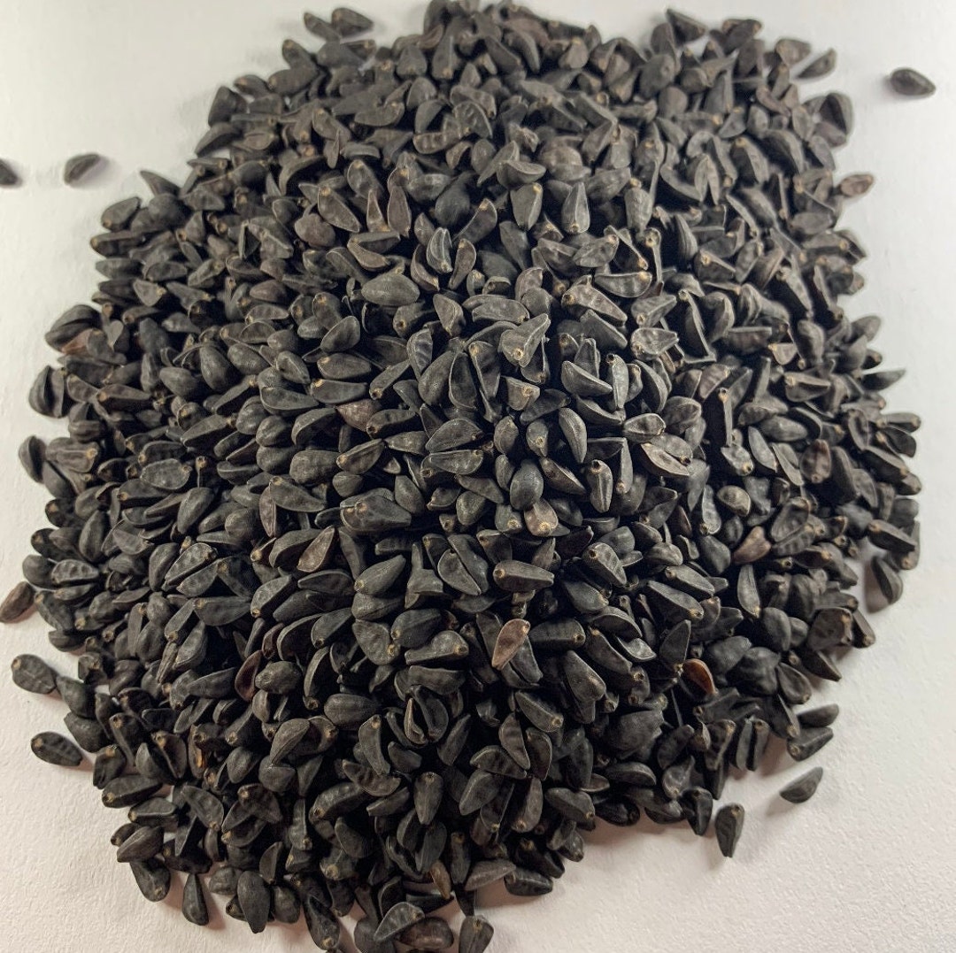 UNTREATED Heavenly Blue Morning Glory Seeds BULK *free Shipping!* Ipomoea  Tricolor, Organic Mexican Morning Glory - Flower Vine Seeds - Etsy