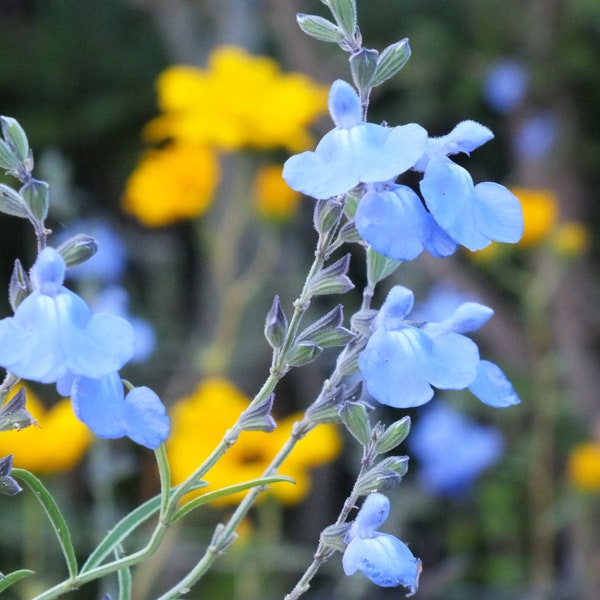 AZURE SAGE Seeds *Free Shipping!* Fresh & Organic Salvia azurea Seeds, Blue Outdoor Flower Seeds Bulk | Blue Sage Salvia