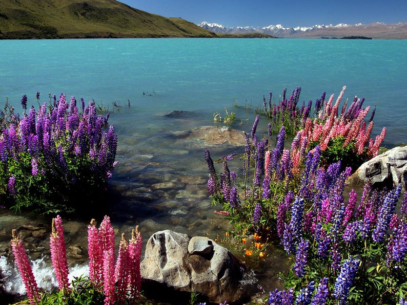 MunjoySeeds Russell Lupine Seeds - Thumbnail 3