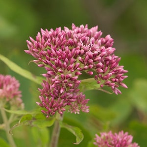 HOLY ROPE Seeds *FREE Shipping!* Fresh & Organic Eupatorium Cannabinum ...