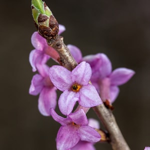 FEBRUARY DAPHNE Seeds *FREE Shipping!* Fresh & Organic Daphne mezereum seeds | red outdoor flower seeds bulk | Mezereum Red Daphne