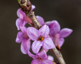 FEBRUARY DAPHNE Seeds *FREE Shipping!* Fresh & Organic Daphne mezereum seeds | red outdoor flower seeds bulk | Mezereum Red Daphne