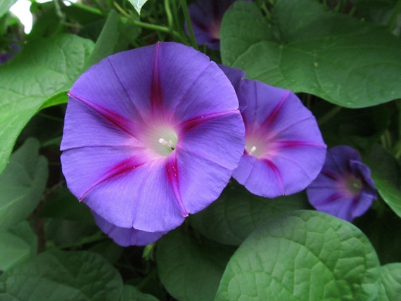 PURPLE MORNING GLORY Seeds *Free Shipping!* Fresh & Organic Ipomoea purpurea Seeds, Purple Outdoor Flower Seeds Bulk Morning Glory