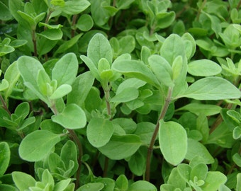 SWEET MARJORAM Seeds *Free Shipping!* Fresh & Organic Origanum majorana Seeds | Purple Outdoor Herb Seeds for Planting, "Knotted Marjoram"